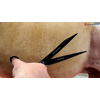 Kép 4/5 - FRANKIE – Egyenes, fekete titán kutyakozmetikai olló, 8” (20,5 cm) – Razorline